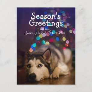Carte Postale Siberian Husky pose sur son jouet favori