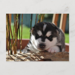Carte Postale Siberian Husky Puppy