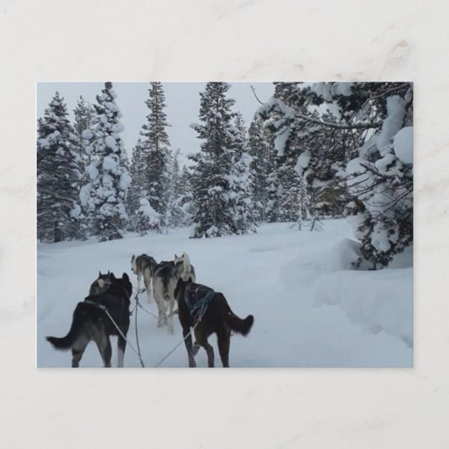 Carte postale Siberian Husky Safari (Devant)