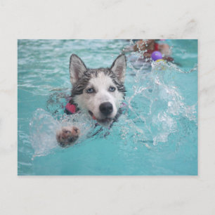Carte Postale Sibérie Husky nager dans la piscine