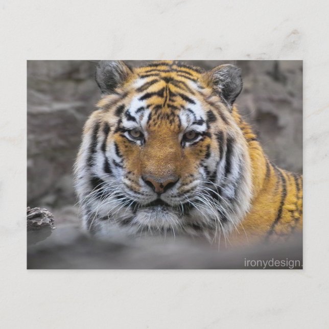 Carte Postale Sibérie Tigre photo (Devant)