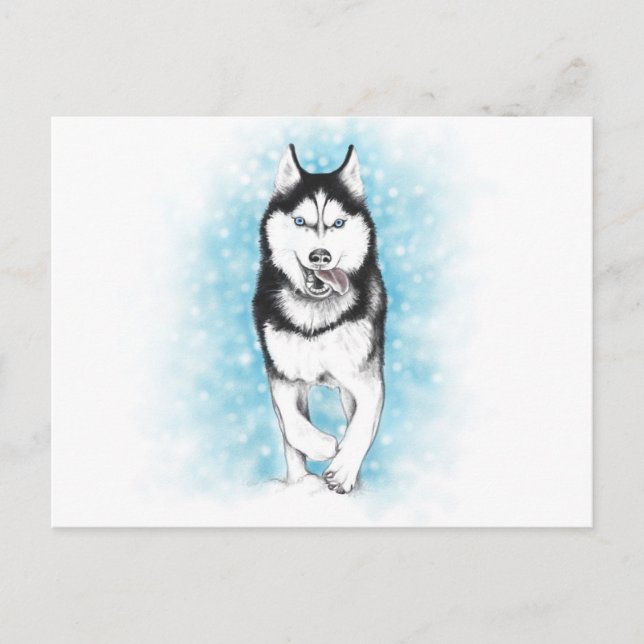 Carte Postale Sibérien Husky (Devant)