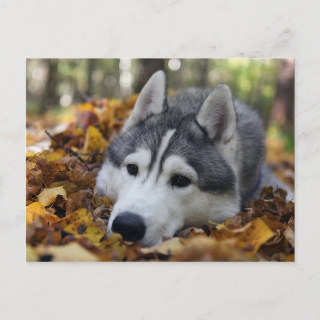 Carte Postale Sibérien Husky (Devant)