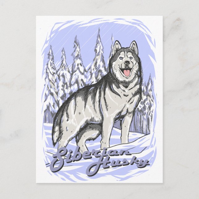 Carte Postale Sibérien Husky (Devant)