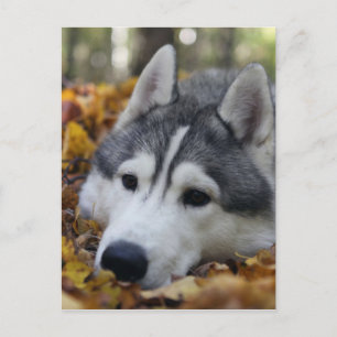 Carte Postale Sibérien Husky