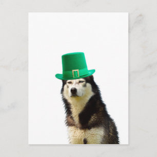 Carte Postale Sibérien Husky Chien Saint Patrick jour