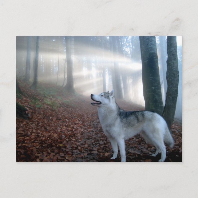 Carte Postale Sibérien Husky - Postkarte (Devant)