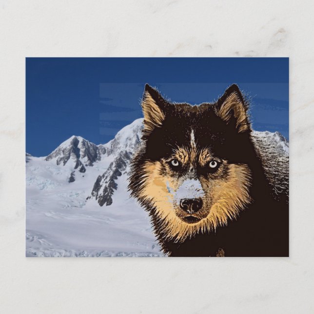 Carte postale Sibérienne Husky (Devant)