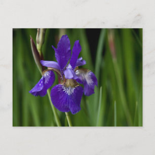 Carte postale Sibérienne Iris