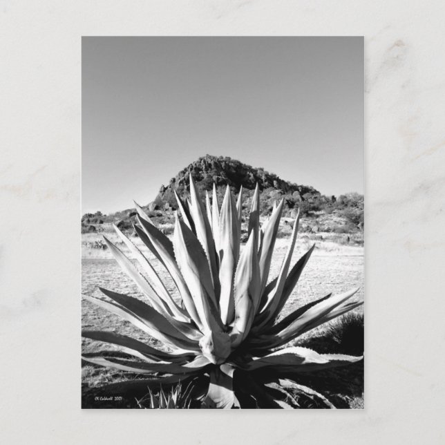 Carte Postale Siècle à Fort Davis (Devant)