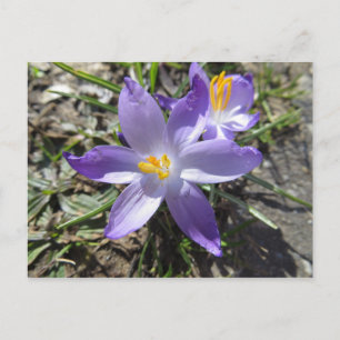 Carte Postale Signe Du Printemps