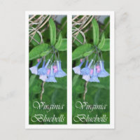 SIGNETS DE JACINTHES DES BOIS DE VIRGINIE