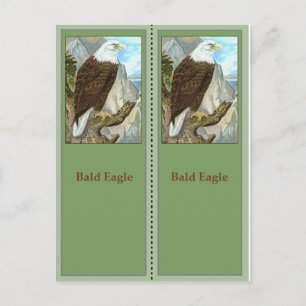 Carte Postale Signets d'oiseaux d'aigle à tête blanche