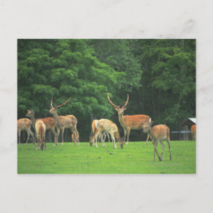 Carte Postale Sika cerf debout dans une clairière