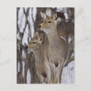 Carte Postale Sika Deer Doe & Young Hokkaido, Japon