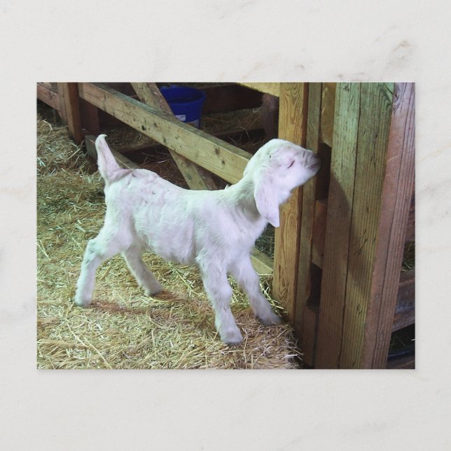 Carte Postale Silencieux petit enfant