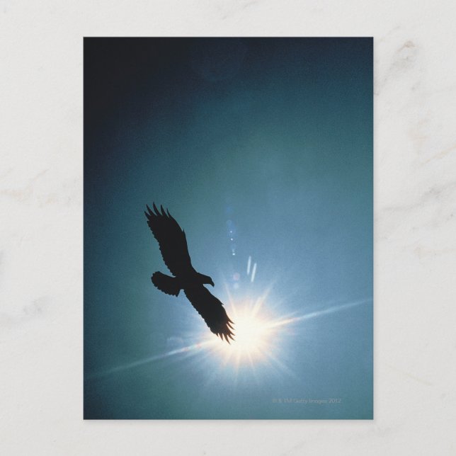 Carte Postale Silhouette d'aigle chauve volant dans le ciel (Devant)
