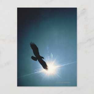 Carte Postale Silhouette d'aigle chauve volant dans le ciel
