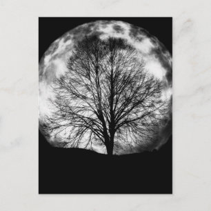 Carte Postale Silhouette d'arbre devant une Pleine lune