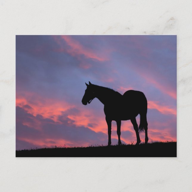 Carte Postale Silhouetté de cheval à gorge profonde au lever du  (Devant)