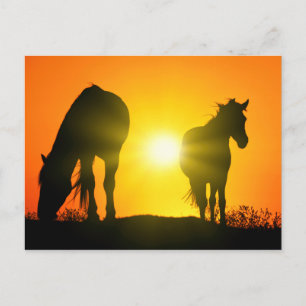 Carte Postale Silhouette de deux chevaux au coucher du soleil