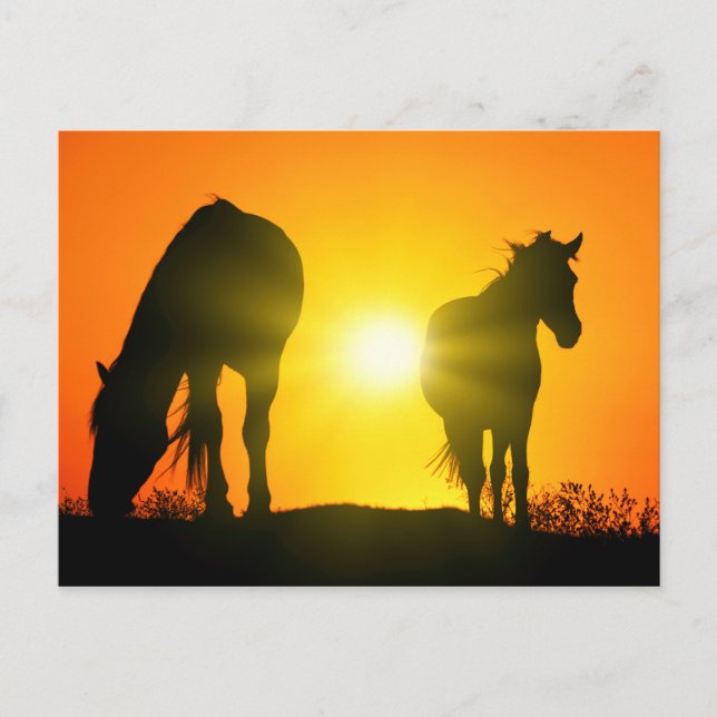 Carte Postale Silhouette de deux chevaux au coucher du soleil (Devant)