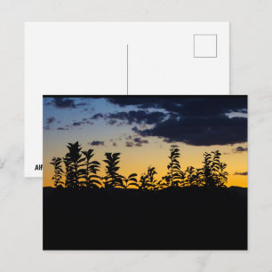 Carte Postale Silhouette de feuilles la nuit