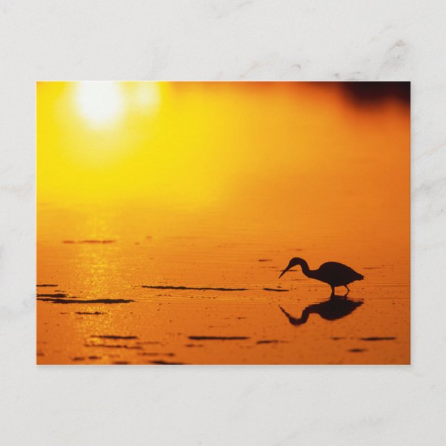 Carte Postale Silhouette de héron au coucher du soleil, Floride (Devant)