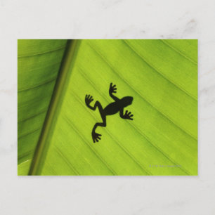 Carte Postale Silhouette de la grenouille à travers la feuille d