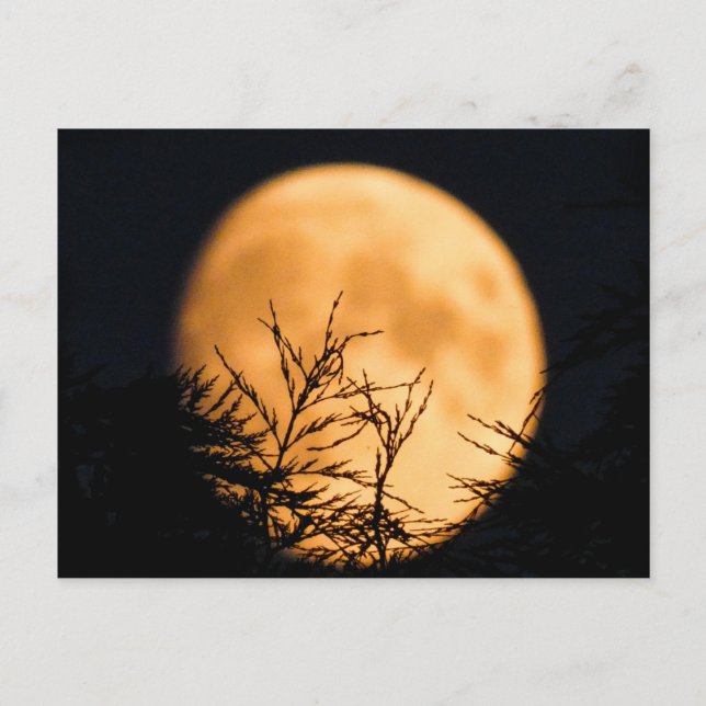 Carte Postale Silhouette de lune (Devant)