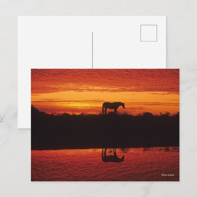 Carte Postale Silhouette du Cheval contre le ciel couché de sole (Devant / Derrière)