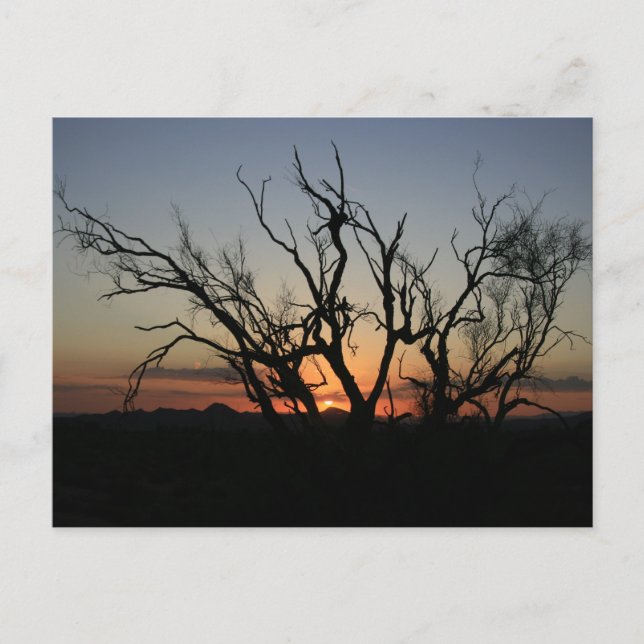 Carte Postale Silhouette du coucher de soleil (Devant)