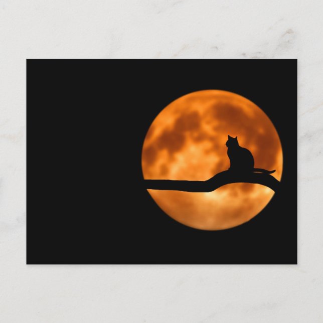 Carte Postale Silhouette d'un chat noir dans un arbre (Devant)