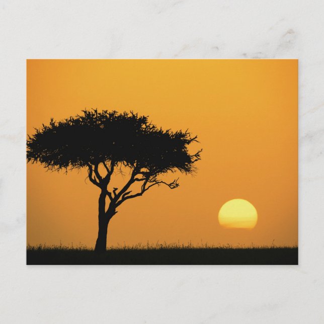 Carte Postale Silhouette d'un seul acia au lever du soleil, Masa (Devant)