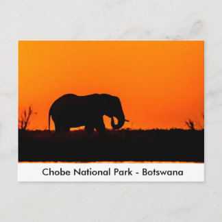 Carte Postale Silhouette d'un taureau éléphant au coucher du sol