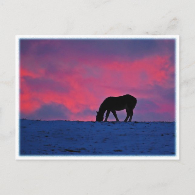Carte Postale Silhouette équine (Devant)