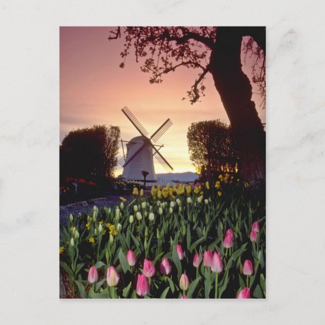 Carte Postale Silhouette rouge du moulin à vent et des tulipes,  (Devant)