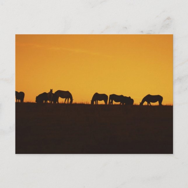 Carte Postale Silhouettes du coucher de soleil des chevaux (Devant)