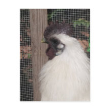 Carte postale Silkie Rooster Photo