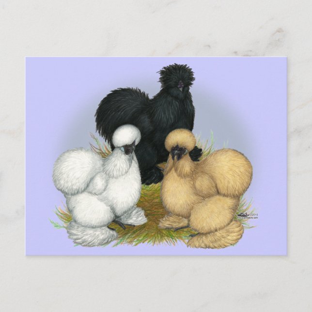 Carte Postale Silkie Trio (Devant)