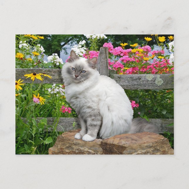 Carte postale "Silky" (Devant)
