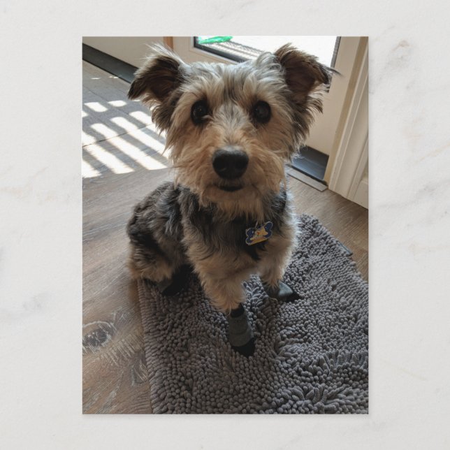 Carte Postale Silky Terrier veut une cuisine (Devant)