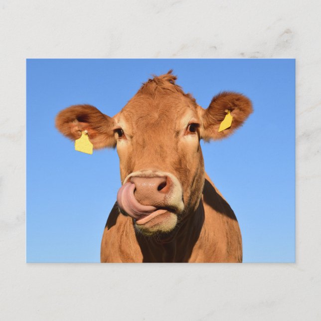 Carte Postale Silly Brown Cow Close-Up (Devant)
