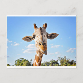 Carte Postale Silly Giraffe