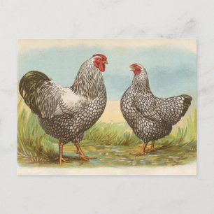 Carte Postale Silver Laced Wyandottes
