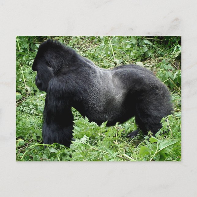 Carte postale Silverback gorilla (Devant)