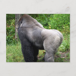 Carte Postale Silverback Gorilla