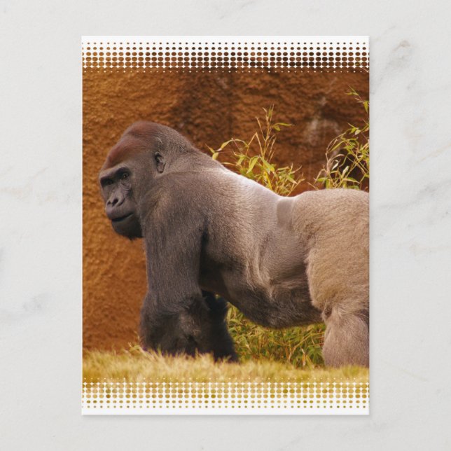 Carte postale Silverback Gorilla Photo (Devant)