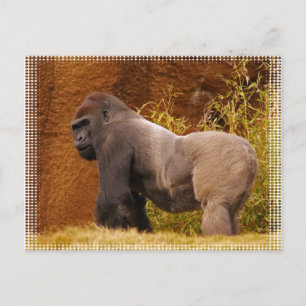 Carte postale Silverback Gorilla Photo