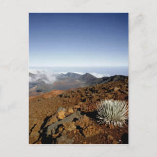 Carte Postale Silversword sur le bord du cratère Haleakala de pr